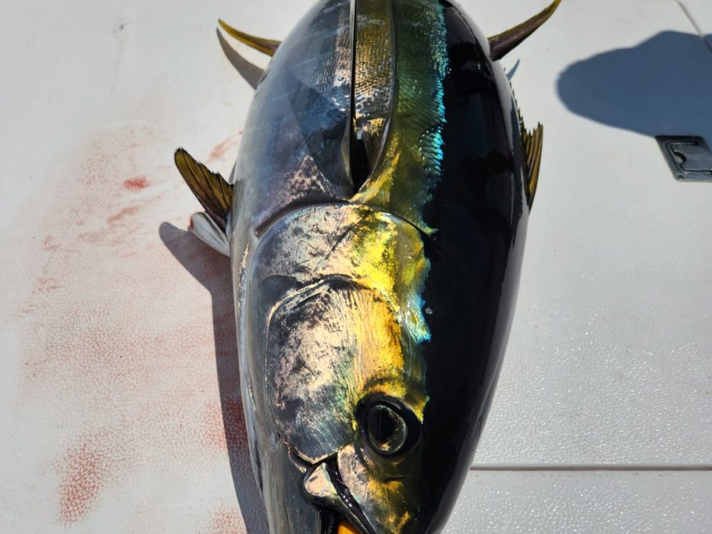 Jigging